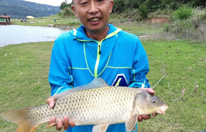  #开口#专治鲫鱼不开口，鸡蛋饵料试过没，钓到手软！