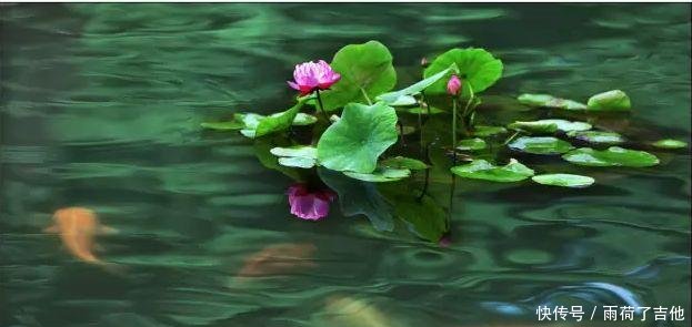 陕西这处千亩荷塘已盛开成海，碧叶连天，人少景美只等你来！