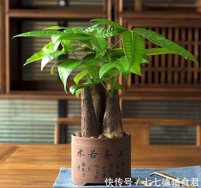  [冬季室内]离过年只剩十几天，这15种花年味十足，再不准备就迟了