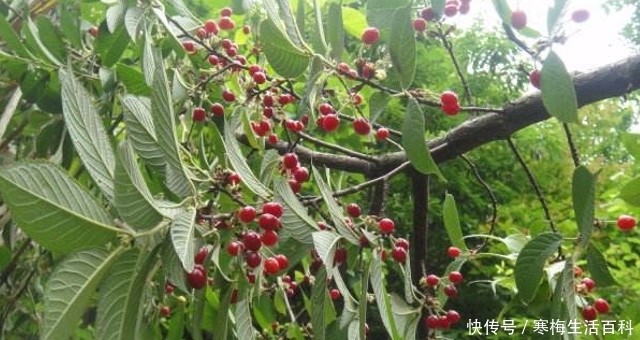  [果实]人称“山里红”，果实很珍贵，70元一斤，家乡见过吗？