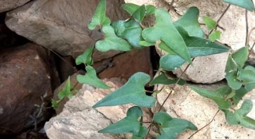  【除掉】它素有“白人参”之称，价值极为珍贵，却常被当成野草