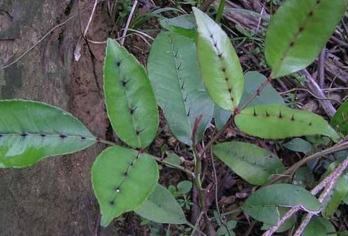  『植物』农村一种“树”，全身都是刺，野外挖棵老桩树，能做精美盆景树