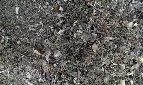  [腐叶土]盆栽花卉选择什么样的土才合适，养好花好会选土