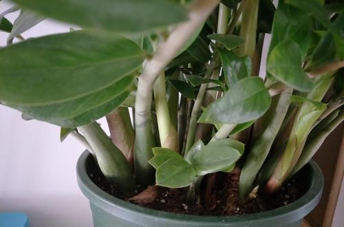  『底肥』金钱树上盆怎么安全使用复合肥做底肥？园艺师分享了两点实操经验