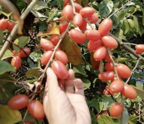  『人称』1种果子像“红枣”，儿时看到会流口水，人称“羊奶果”，值钱