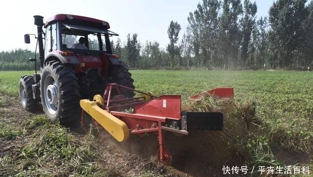  成熟|河南花生成熟收获，收购价涨到3块一斤，农民为啥还高兴不