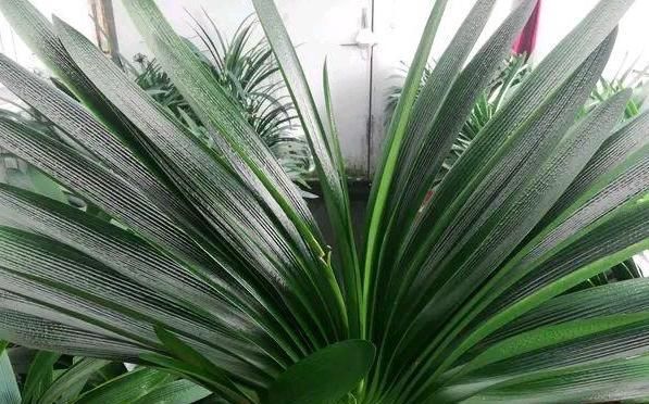  『根部』君子兰黄叶烂叶,狠心一刀砍光,7天后竟冒绿芽,变成群兰开满花