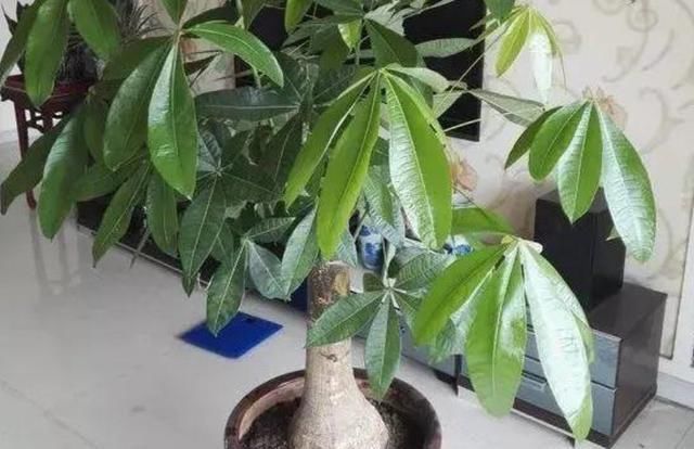  『植物』扦插后怎么浇水?老是烂根怎么回事