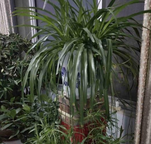  不难|七分水、三分肥养花：生长期、花期用对肥，植物长个、开花不难