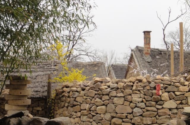 山东“最美”古村落,家家户户住在竹林中,现实版“世外桃源”