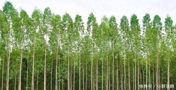  「罂粟」注意，农村3样东西已禁止种植，违者罚款入刑农民要避免