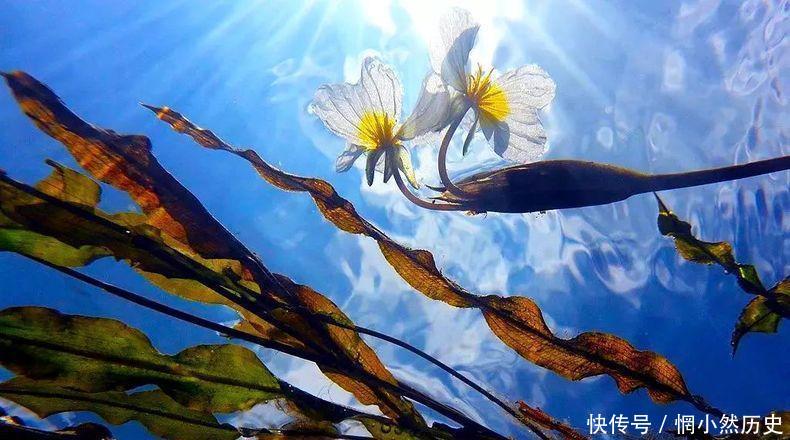 广西有一条会开花的河流, 外地人惊为奇景, 当地人却用这花做菜,