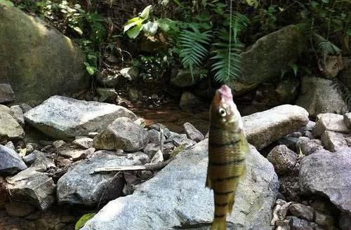  『特别』一种只属于山区的溪钓鱼种，如何垂钓？特别注意鱼籽有毒