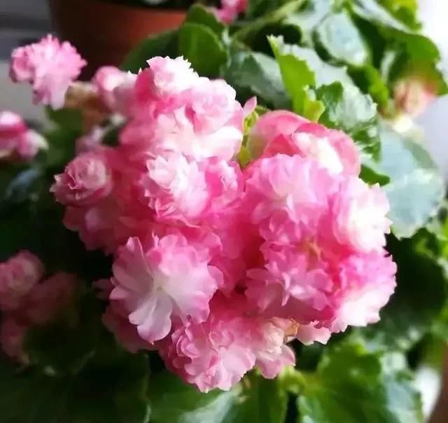  漂亮：10种漂亮的盆栽花，1年365天都开花，栽上1盆，天天有花看