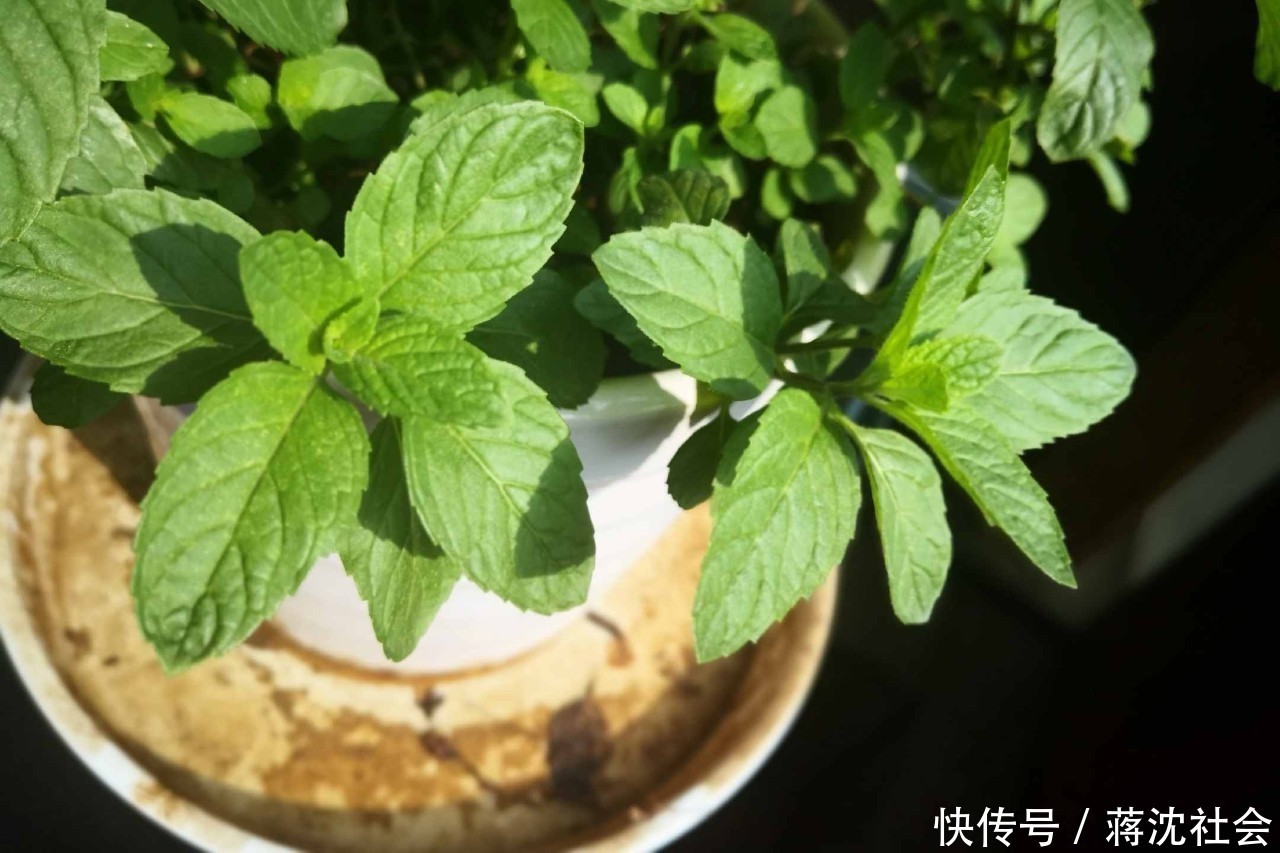  『不用』阳台上种菜，别缺这6样，随便种一盆，割菜好几茬，都不用买菜了