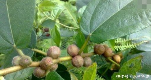 「牛奶」乡下山沟里不起眼的一种植物,果实味道似“牛奶”,价值很珍贵