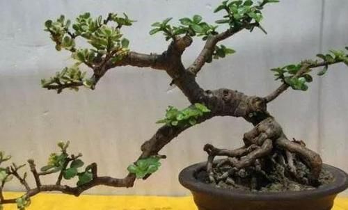  「植物」客厅最适合养这“3种”植物，越“老”越好看，养1盆都感到值！