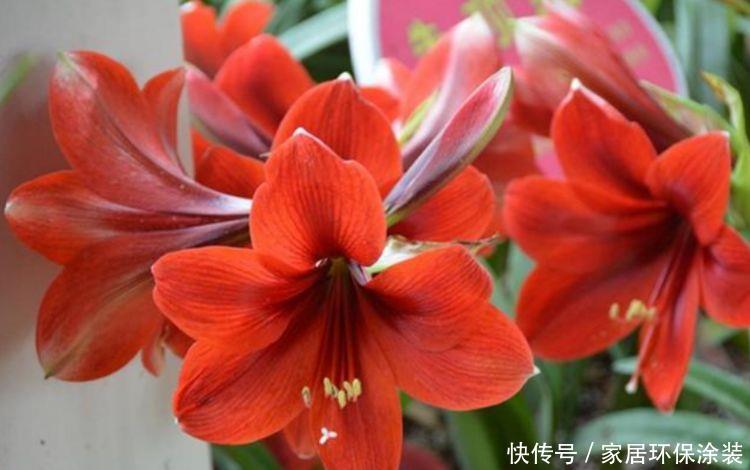 喜欢:喜欢养护花卉,在春季就养护容易开花爆盆的5种花卉,美艳招人爱