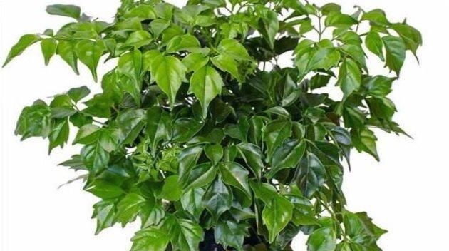  【枝条】幸福树这样来一刀，枝繁叶茂绿油油！