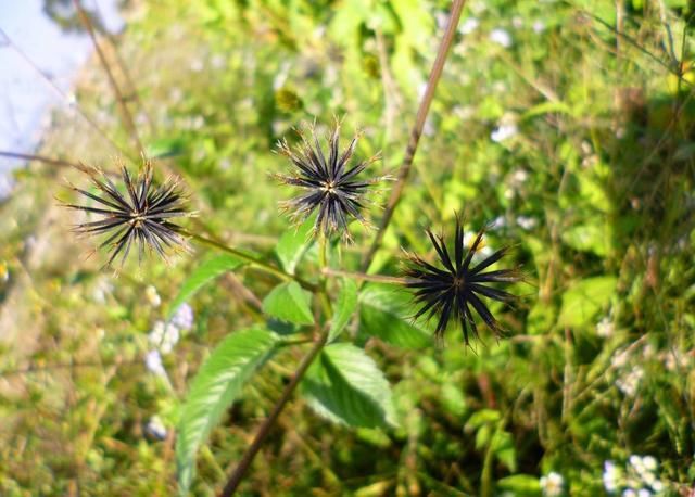  没错@七八十年代喂猪的野草，不是中药材就是野菜，吃过的是土豪