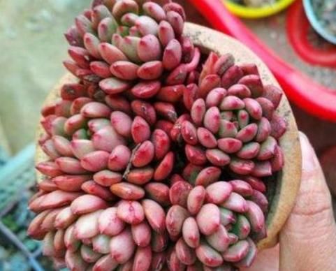  『肉界』5种“爱爆崽”的多肉，多肉界“超生游击队”，“粗养”生出一窝