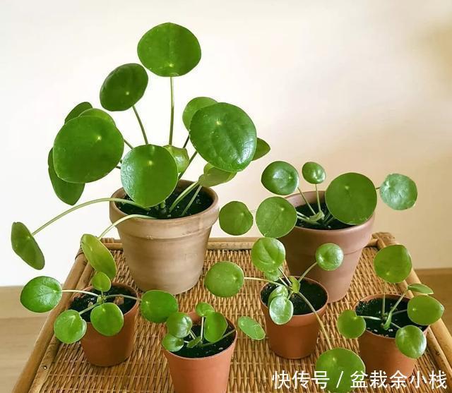  『路边』爆红的镜面草，中国没人要的路边花，国外竟然抢着种，可流行了