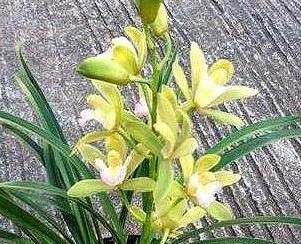 「品种」它是“香花之首”,花香浓郁,花色艳丽,几块钱就能买一盆