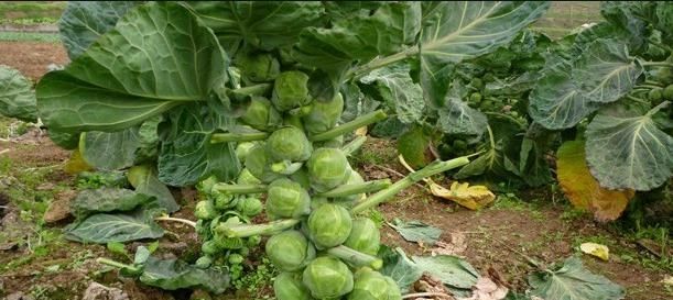  产值@个头小产值高，售价媲美猪肉的抱子甘蓝，为何无人想种