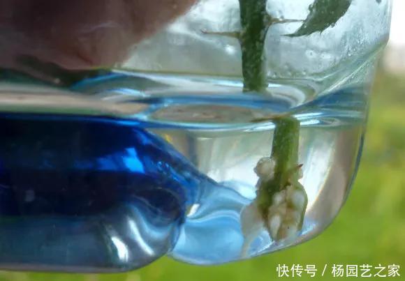  扦插：养花技巧：不到3分钟，塑料瓶做成扦插神器，7天长出大白根！