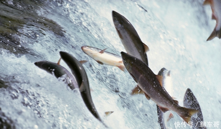 淡水鱼不能在海中生活，那黄河中的鱼呢？看完真是涨知识了！