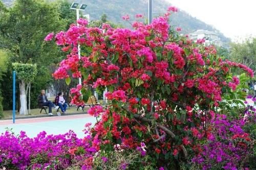  [堪称]四川定居“最爽”的城市，堪称宜居行业的领头羊，不是成