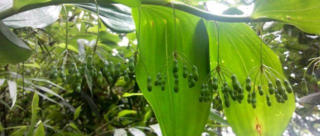  黄精：农村有“一宝”，曾是农民的“救命粮”，如今农民用来煲