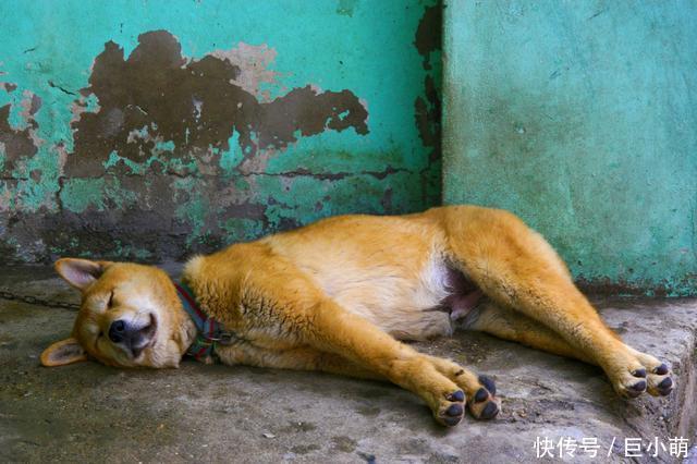 品种@撞脸柴犬的珍岛犬,却是韩国的国宝犬种,但它们并不适合新手饲养