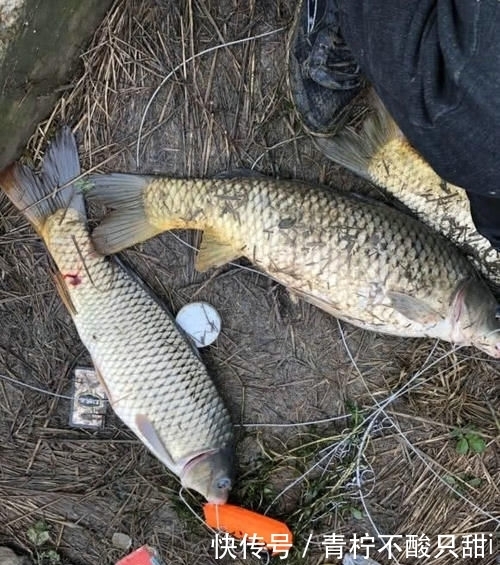  『男子』男子湘江“可视化锚鱼”，几十斤大鱼接连上岸，网友：能钓光湘江鱼