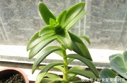 做忌|养多肉植物,做忌3点,难怪一养就徒长,现在改正还不晚