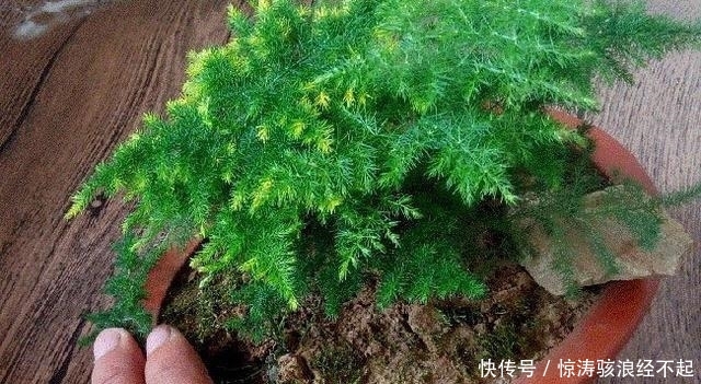  #不停#文竹春天这样翻新，就像打了鸡血，小笋芽冒不停，长势拦都拦不住