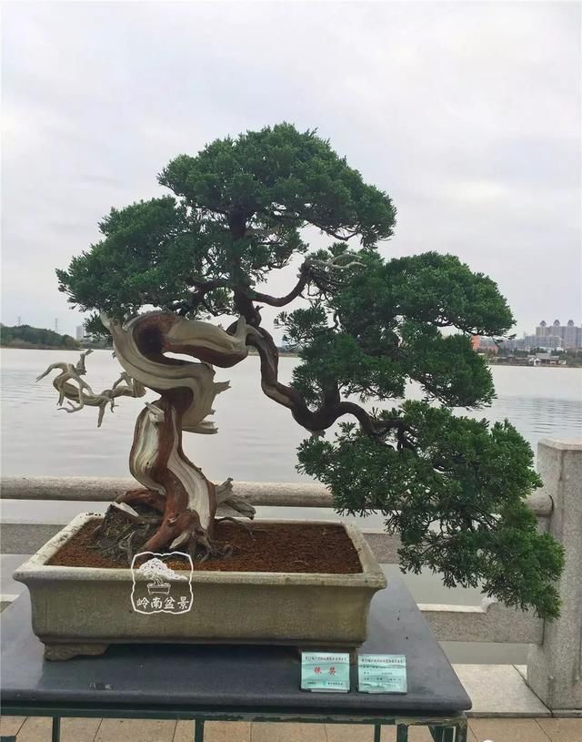 广州园艺博览会岭南盆景作品回顾