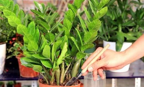  串串：金钱树“懒着养”，丢在墙角不理它，呼呼窜新芽，长成串串金钱叶