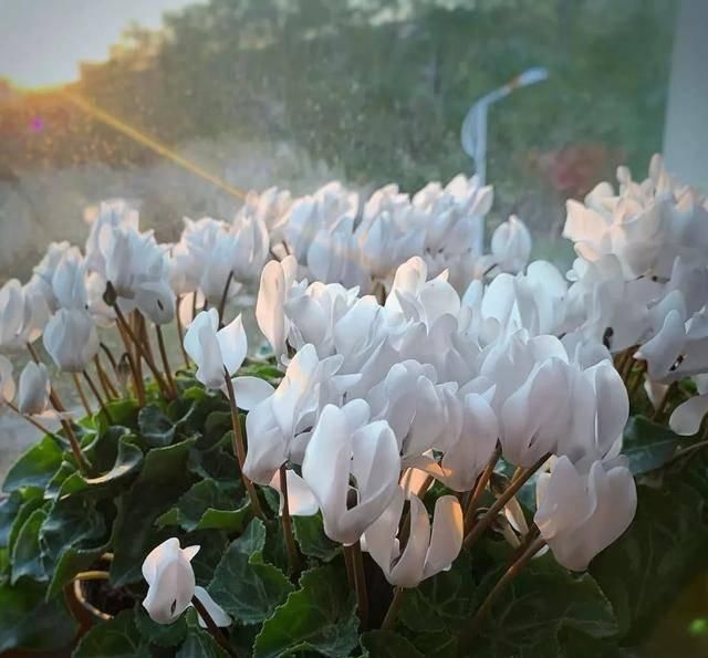  『天使』喜欢白色？这五种“洁白花”不可错过，美如雪中天使