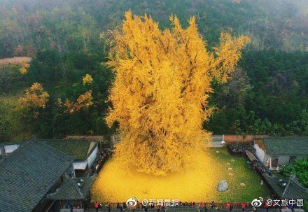 西安千年银杏古树火爆外网