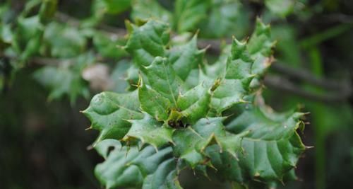  「植物」一种树叶子上有刺，看似无用却是个宝，一株贵了能卖上千元