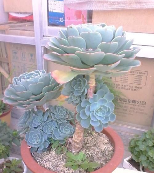  多肉植物|夏天养多肉有4忌，做好养护，安全度夏