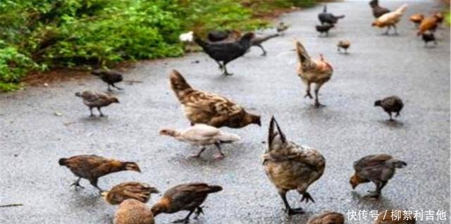 英国这物种泛滥成灾，影响人们生活，政府下令捕杀一只奖励200