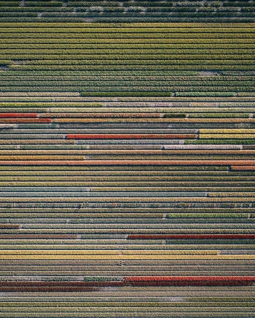 【每日美图】上帝视角下的郁金香田