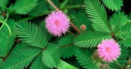  「植物」自然界最“敏感”的一种植物，一碰叶子就闭合，能观赏还能入药