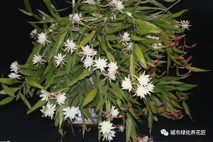  修剪：剪掉昙花叶片上的很多侧芽可以吗？不要进入养护误区，小心不开花