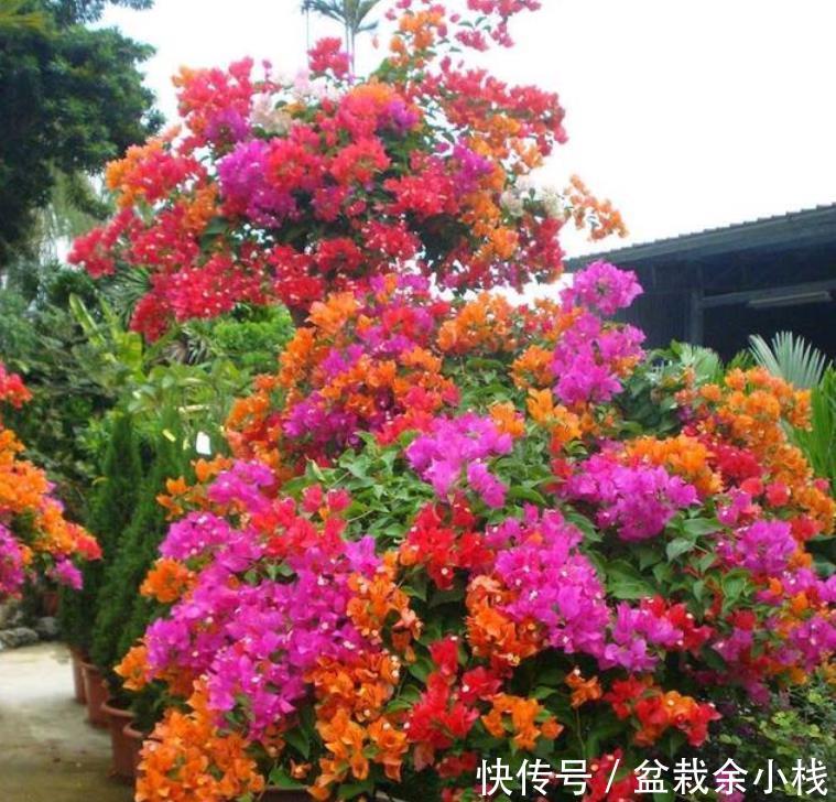 【种类】家里养这几款植物，旺财又养人，日子越过越好，值得拥有！
