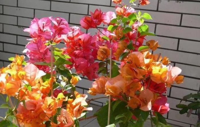 『牢记』夏天养“三角梅”,“1多、1少、1勤”要牢记,花朵蹭蹭开不停!
