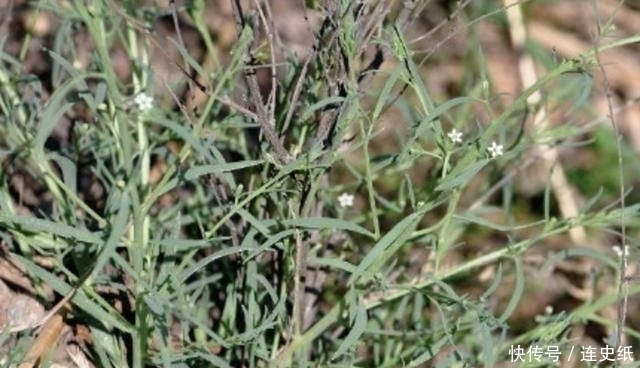  晾干|1种杂草有“20厘米高”，人称“百蕊草”，采摘晾干，1斤30