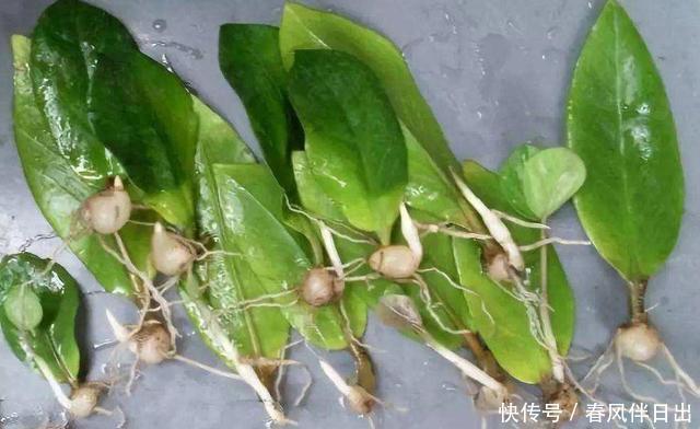  绿翠■金钱树肥厚绿翠，造型整齐划一，寓意好实在招人喜欢